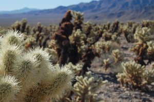 Jumping motherfucking goddamned cholla!