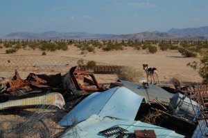 Bonzo looking back at us from beyond Newt's Scrap Pile. Is this junk? Is this scenery? Is this art? Is this anything? 