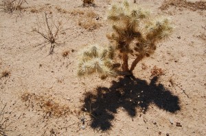 The cholla belongs.