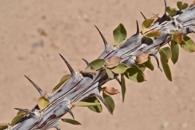 Ocotillo, Wonder Valley, California.