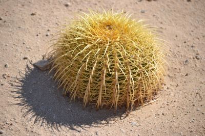 Barrel cactus, Wonder Valley, California.