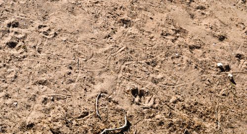 Crisscrossing sidewinder tracks in Wonder Valley, California.