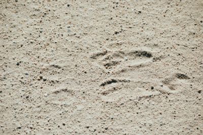 Resting jackrabbit track. Forepaws to the left, haunches to the right. Wonder Valley, California.