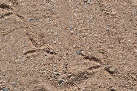 Roadrunner tracks, Wonder Valley, California.