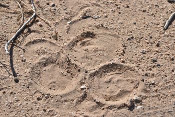 Marks left where a sidewinder made multiple attempts to coil down into the sand and hide, but was thwarted by the hardpan, just beneath the surface, Wonder Valley, California.