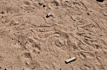 Snake track, Wonder Valley, California.