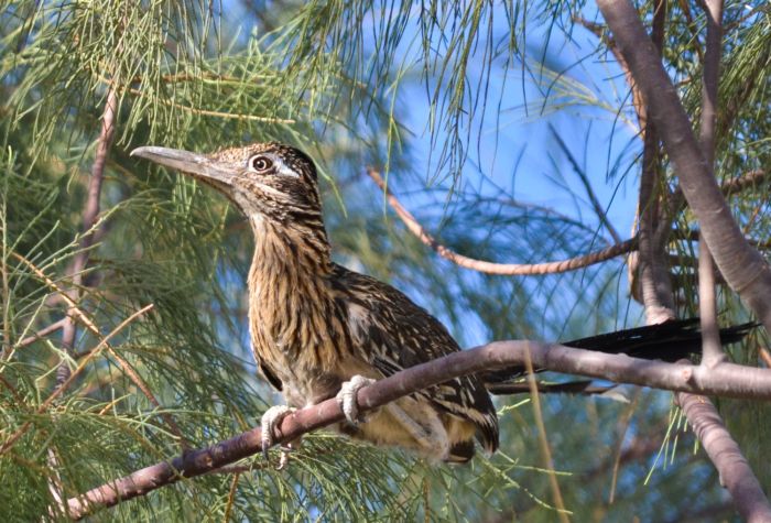 Roadrunner in tamarisk tree, Wonder Valley, California.