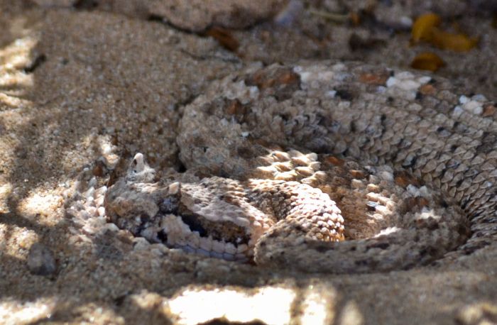 You're being looked at, squarely in the eye, by a desert sidewinder. I was probably closer to this snake than I really needed to be when I took this picture, but I was watching the snake at least as closely as the snake was watching me, and everthing turned out for the best. Wonder Valley, California.