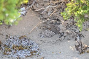 Sidewinder pie. All curled up and embedded in the sand beneath a creosote bush, Wonder Valley, California.