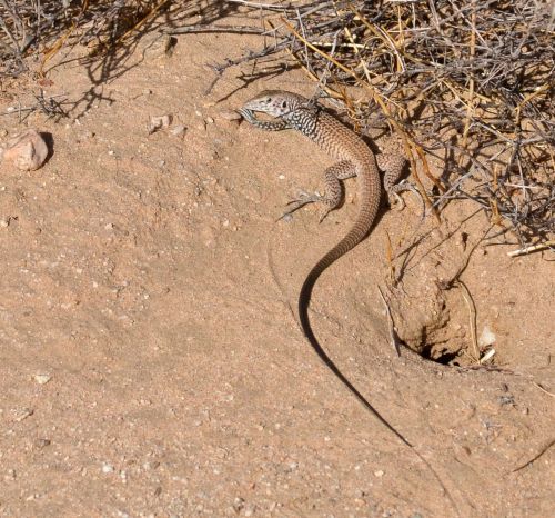 Tiger whiptail lizard, Wonder Valley, California.