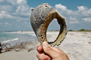 Seashell at Cape Canaveral Air Force Station.